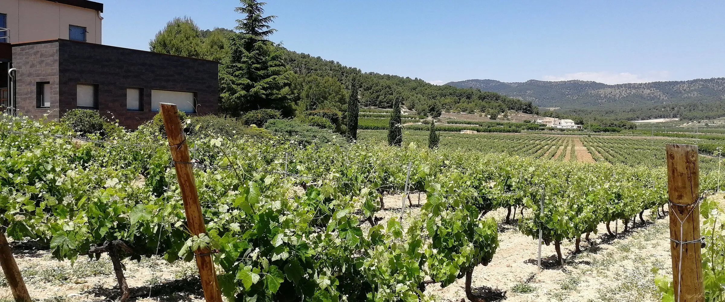 Viñas Cehegín